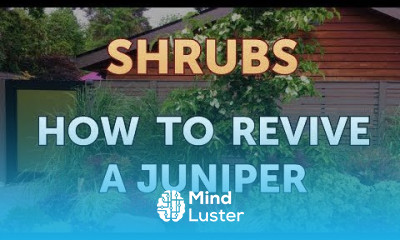 How to Revive a Juniper