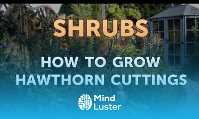 How to Grow Hawthorn Cuttings