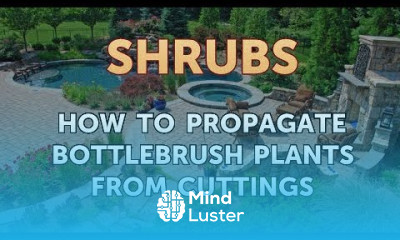 How to Propagate Bottlebrush Plants From Cuttings