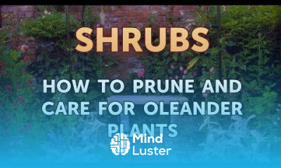 How to Prune and Care for Oleander Plants