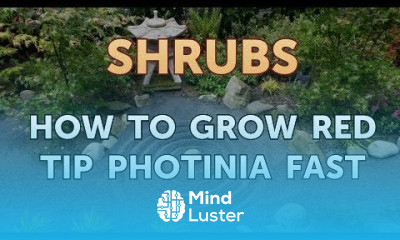 How to Grow Red Tip Photinia Fast