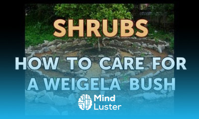 How to Care for a Weigela Bush
