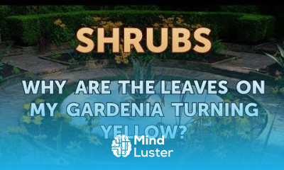 Why Are the Leaves on My Gardenia Turning Yellow