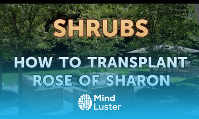 How to Transplant Rose of Sharon