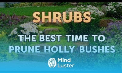 The Best Time to Prune Holly Bushes