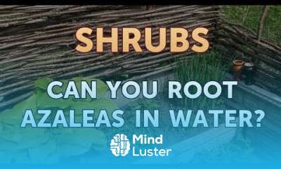 Can You Root Azaleas in Water