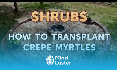 How to Transplant Crepe Myrtles