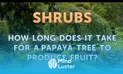 How Long Does it Take For a Papaya Tree to Produce Fruit