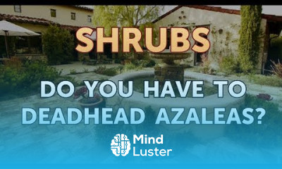 Do You Have to Deadhead Azaleas