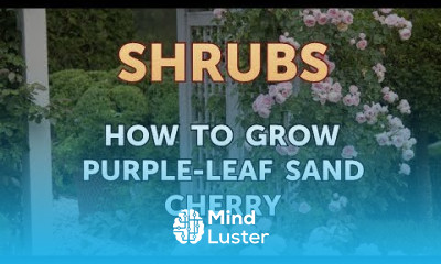 How to Grow Purple Leaf Sand Cherry