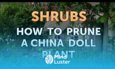 How to Prune a China Doll Plant