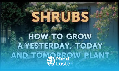 How to Grow a Yesterday Today and Tomorrow Plant
