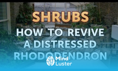How to Revive a Distressed Rhododendron