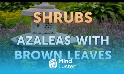 Azaleas With Brown Leaves