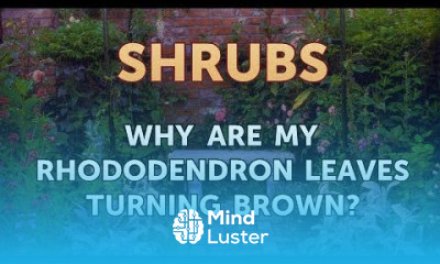 Why Are My Rhododendron Leaves Turning Brown