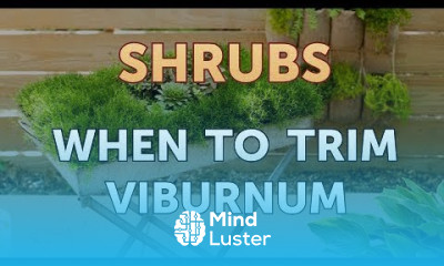 When to Trim Viburnum