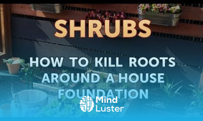 How to Kill Roots Around a House Foundation