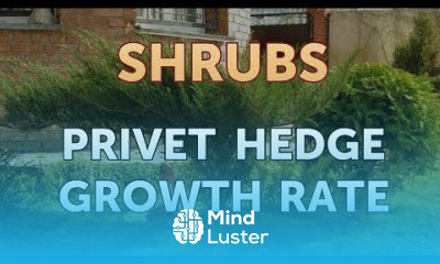 Privet Hedge Growth Rate