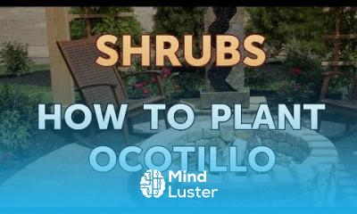 How to Plant Ocotillo