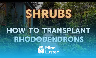 How to Transplant Rhododendrons