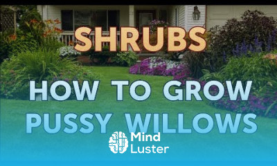 How to Grow Pussy Willows