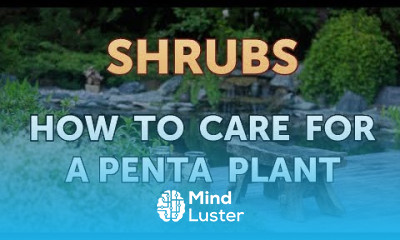 How to Care for a Penta Plant