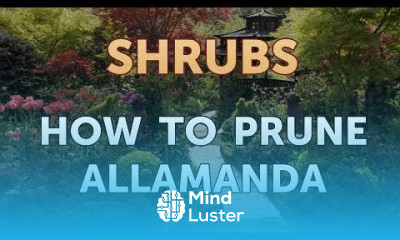 How to Prune Allamanda