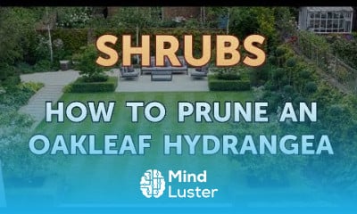 How to Prune an Oakleaf Hydrangea