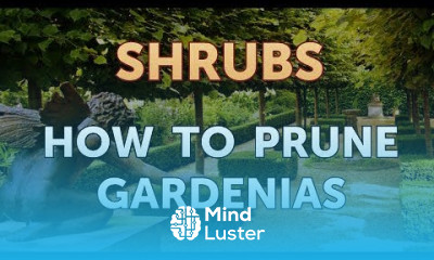 How to Prune Gardenias