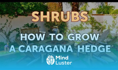 How to Grow a Caragana Hedge