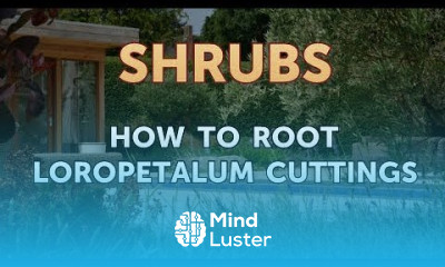 How to Root Loropetalum Cuttings