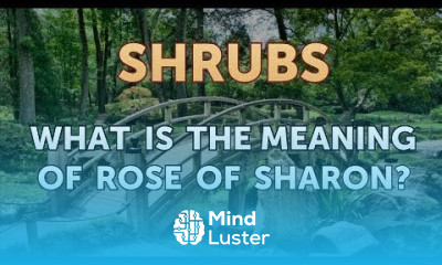 What Is the Meaning of Rose of Sharon