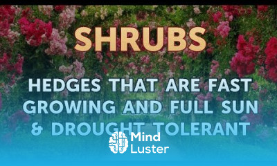 Hedges That Are Fast Growing and Full Sun Drought Tolerant