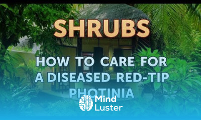 How to Care for a Diseased Red Tip Photinia