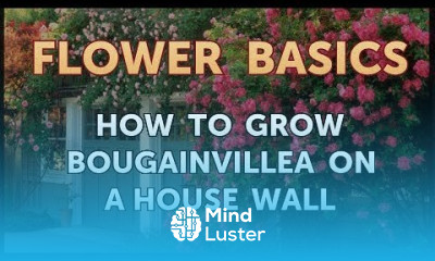 How to Grow Bougainvillea on a House Wall