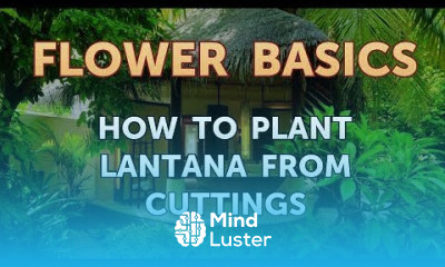 How to Plant Lantana From Cuttings