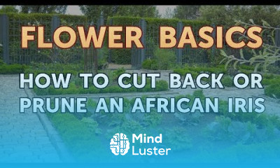 How to Cut Back or Prune an African Iris