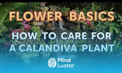 How to Care for a Calandiva Plant