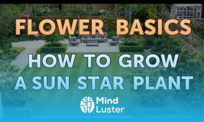 How to Grow a Sun Star Plant