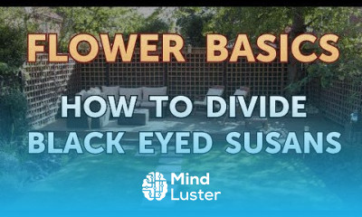 How to Divide Black Eyed Susans