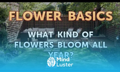 What Kind of Flowers Bloom All Year