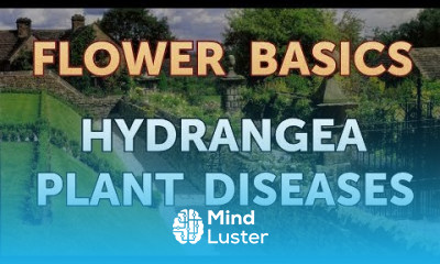 Hydrangea Plant Diseases