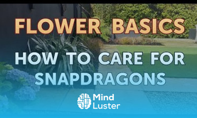 How to Care for Snapdragons