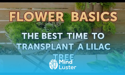 The Best Time to Transplant a Lilac Tree