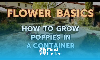 How to Grow Poppies in a Container