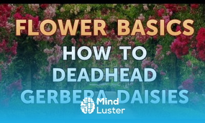 How to Deadhead Gerbera Daisies