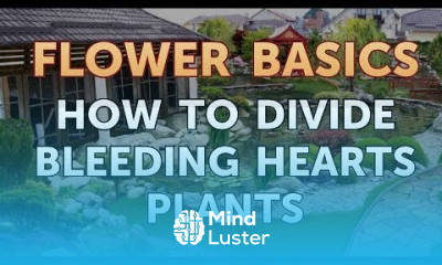 How to Divide Bleeding Hearts Plants