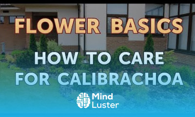 How to Care for Calibrachoa