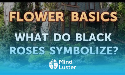 What Do Black Roses Symbolize