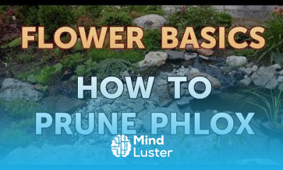 How to Prune Phlox